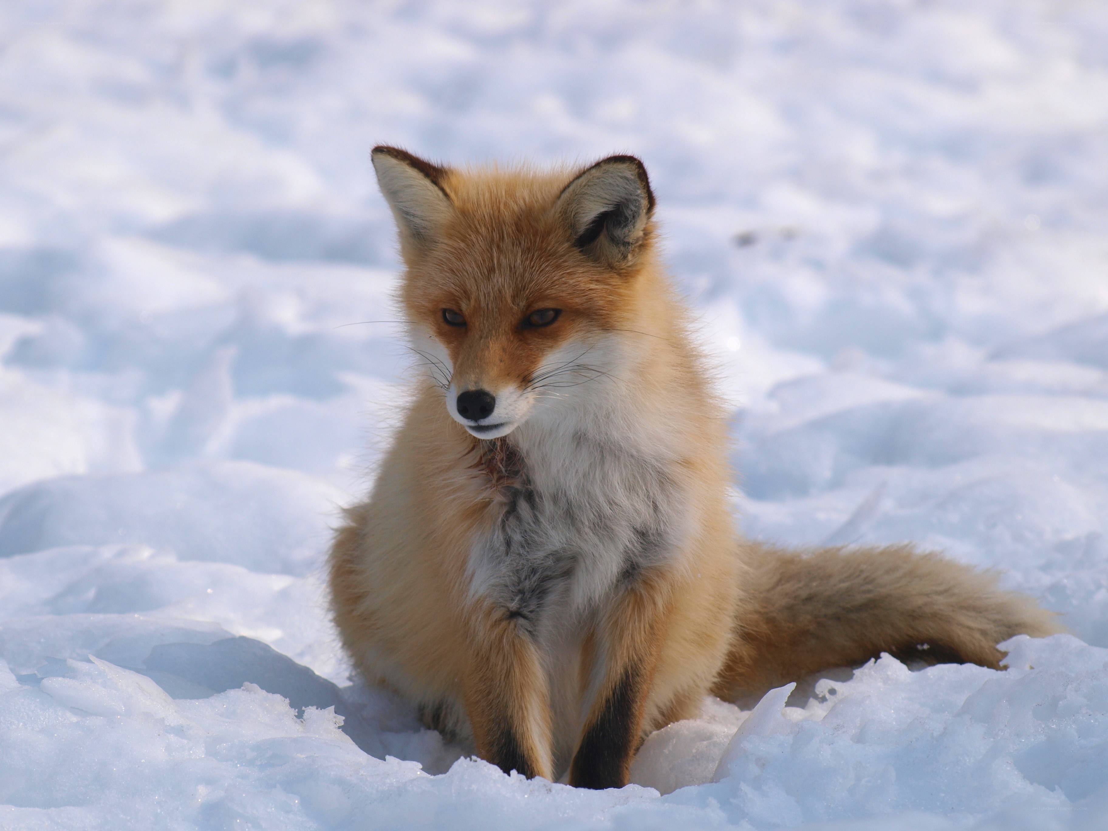 Red fox in snowy landscape