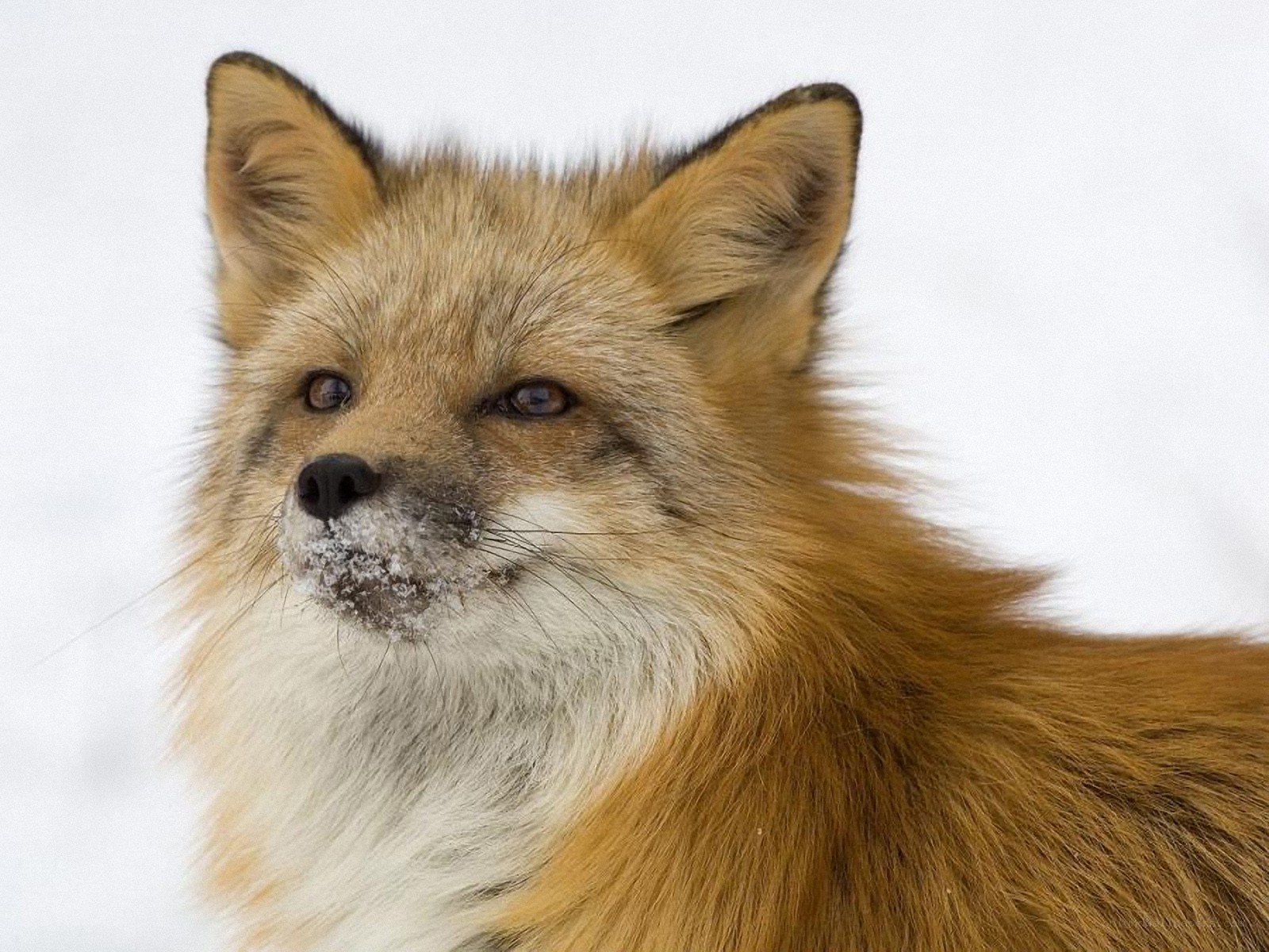 Red fox in snowy landscape
