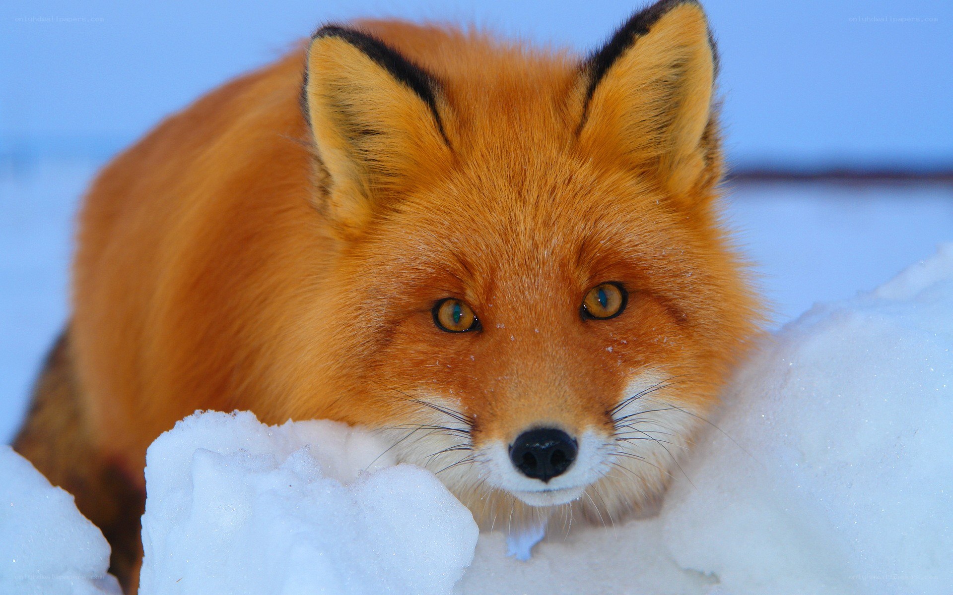 Red fox in snowy landscape