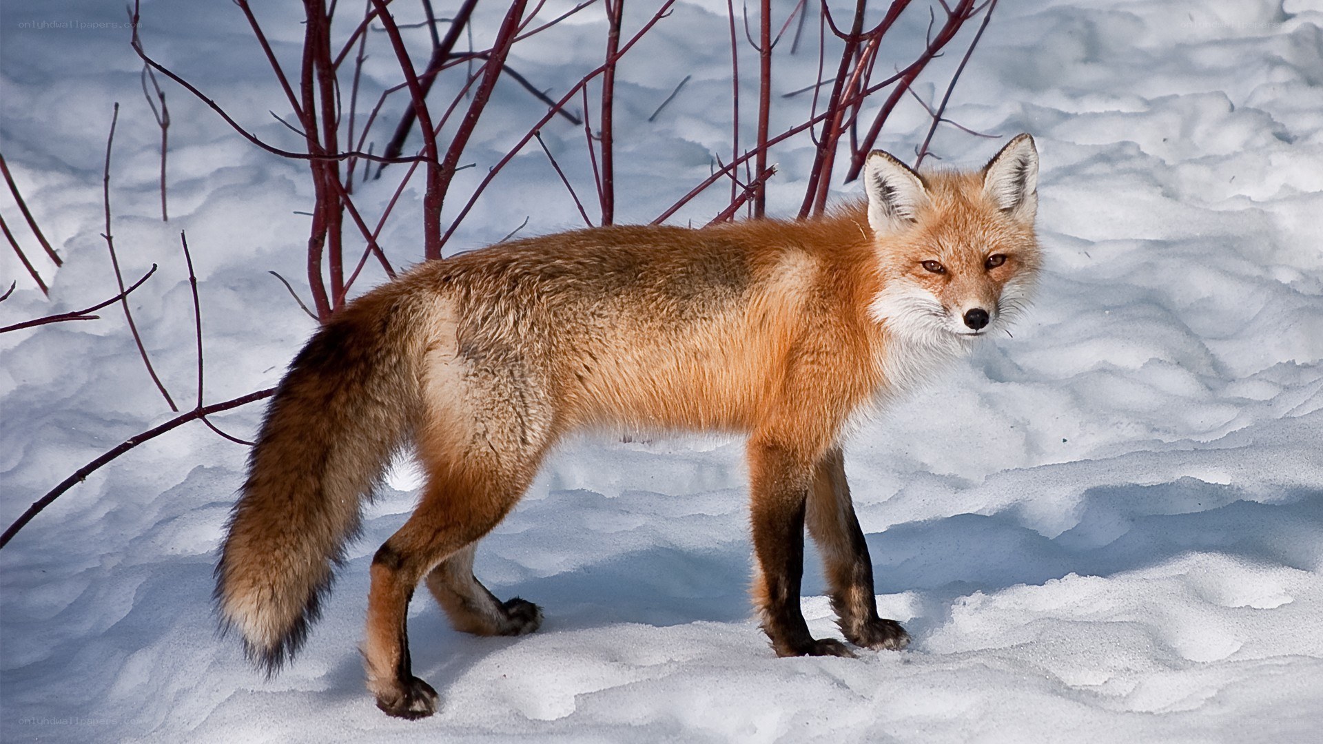Red fox in snowy landscape