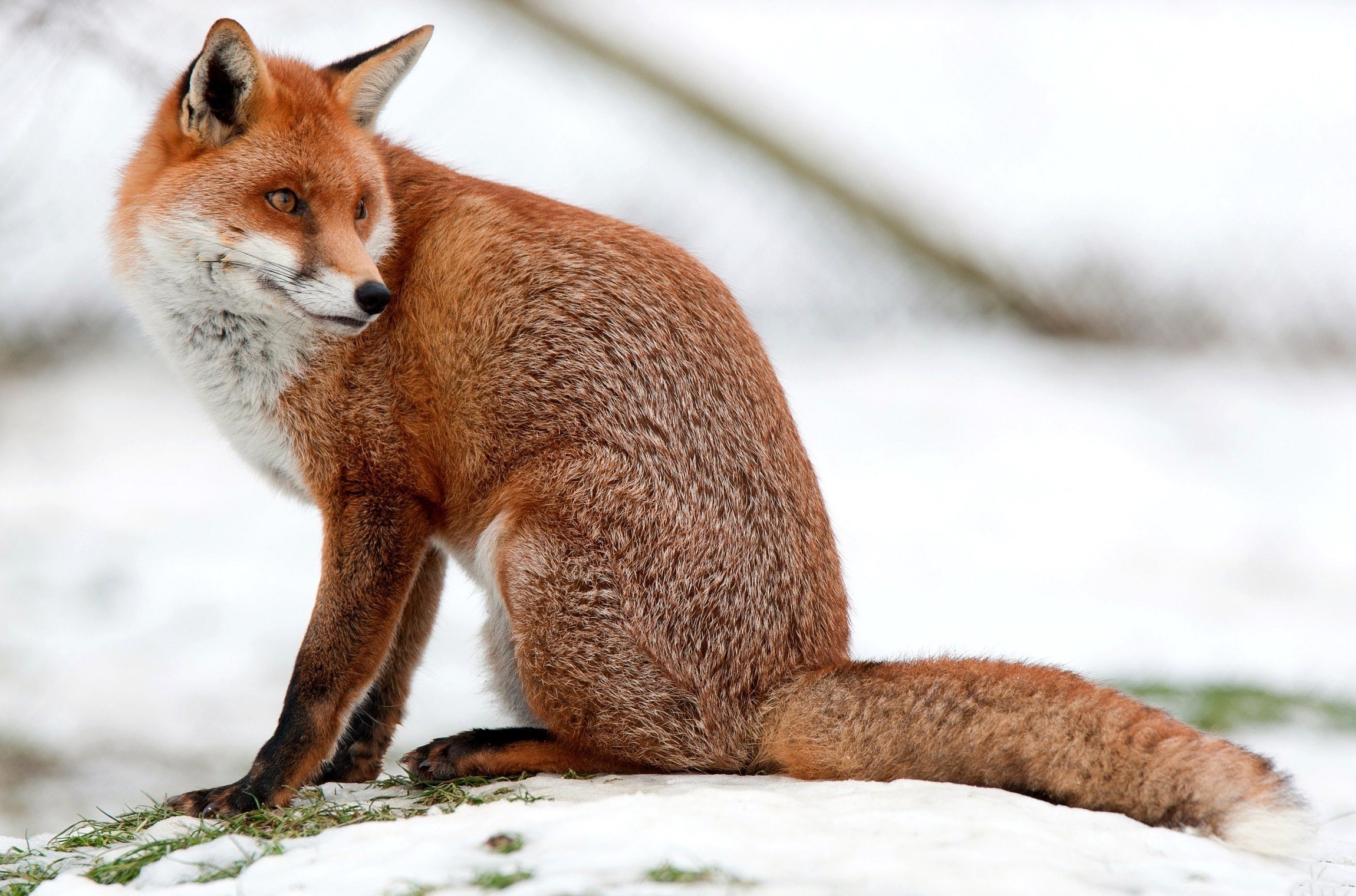 Red fox in snowy landscape