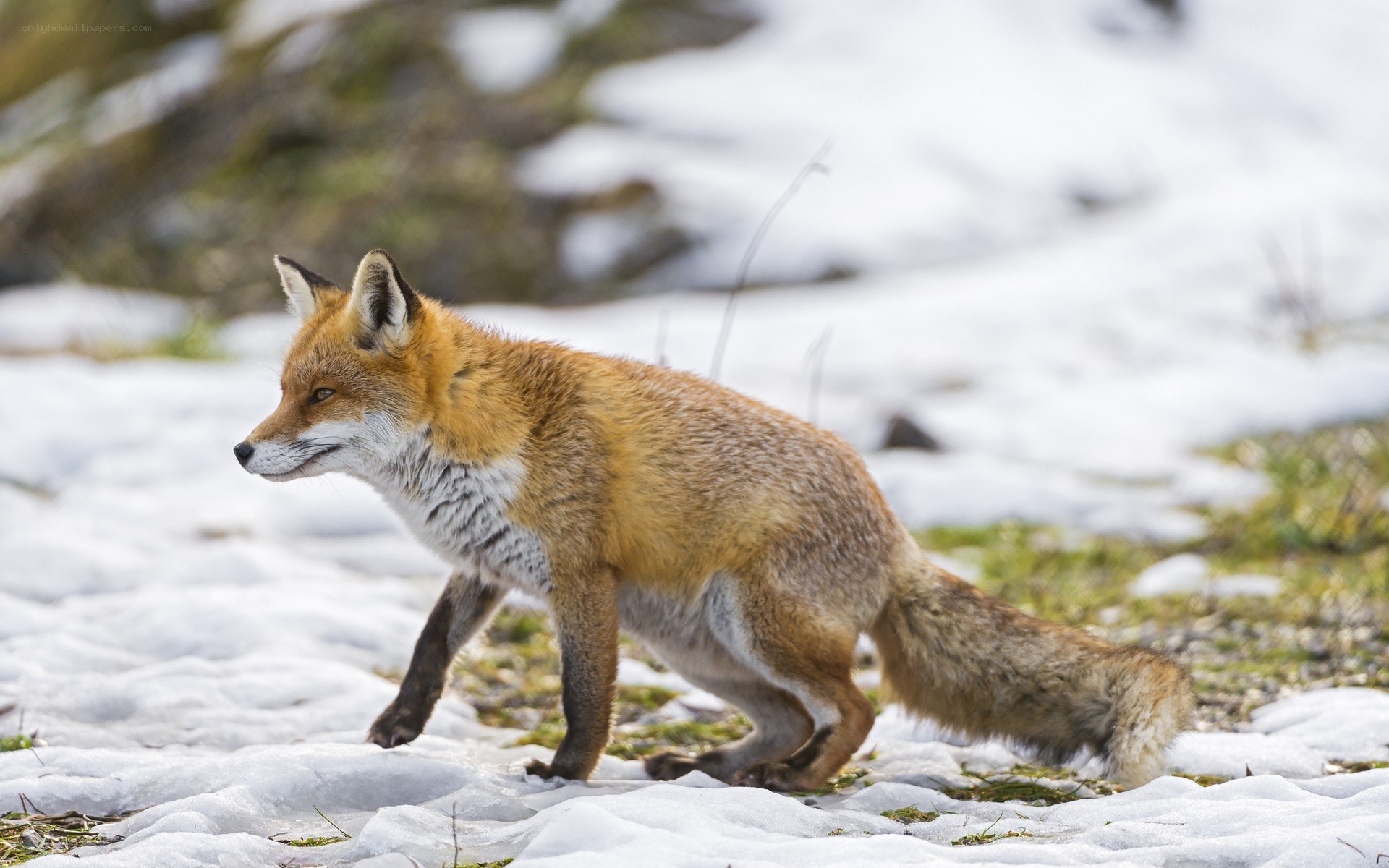 Red fox in snowy landscape