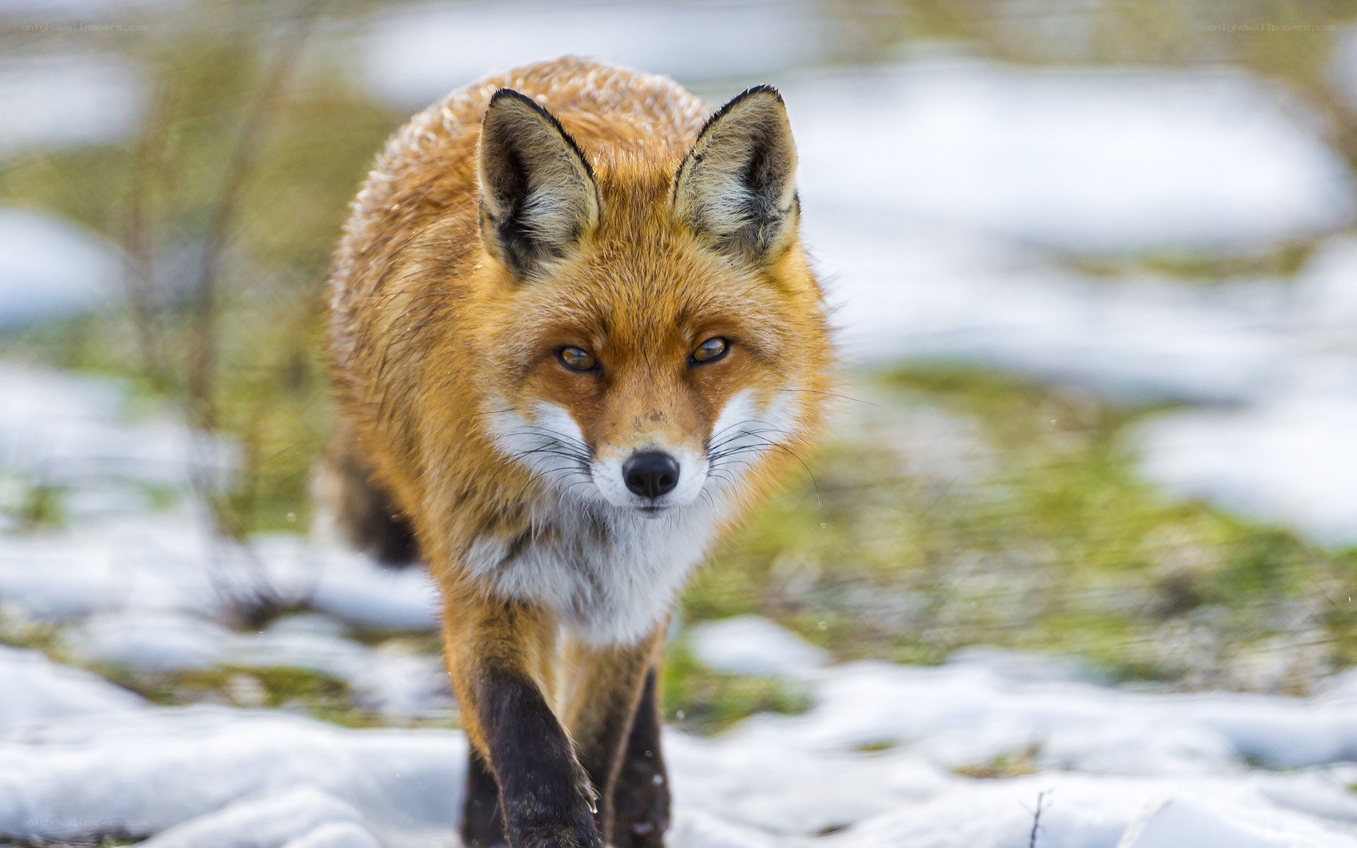 Red fox in snowy landscape