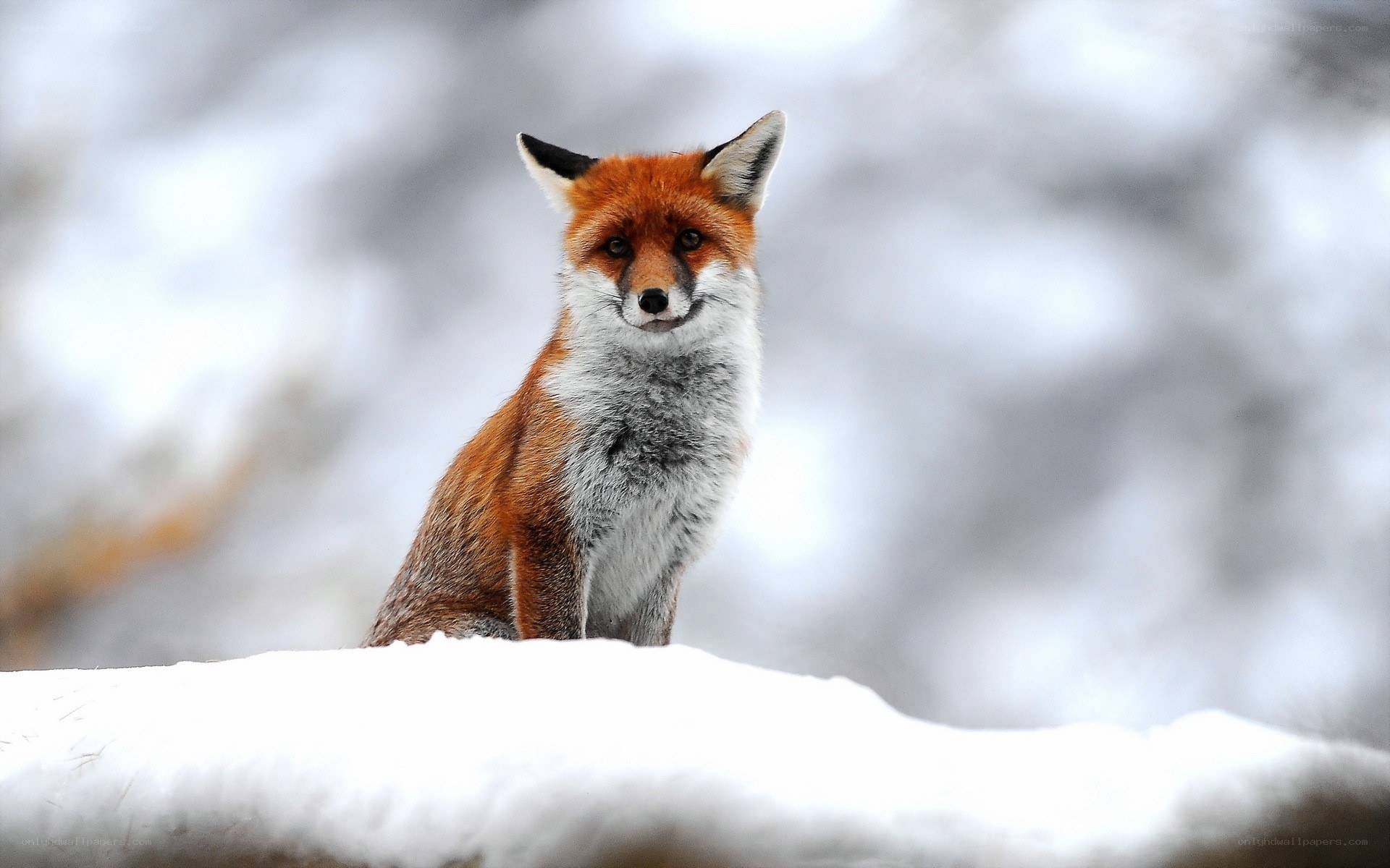 Red fox in snowy landscape