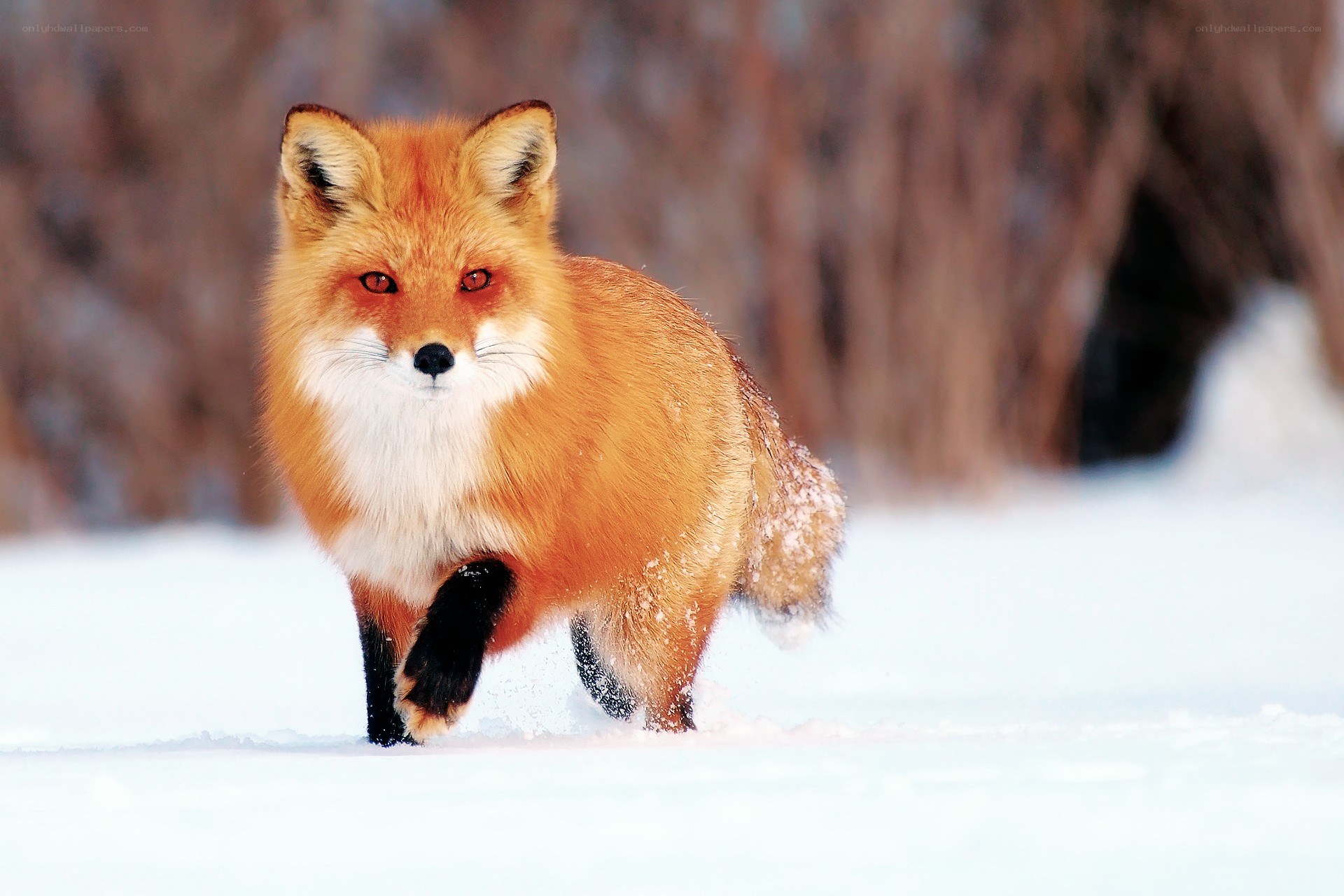 Red fox in snowy landscape
