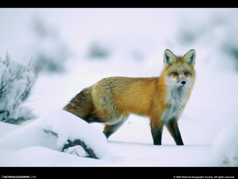 Red fox in snowy landscape