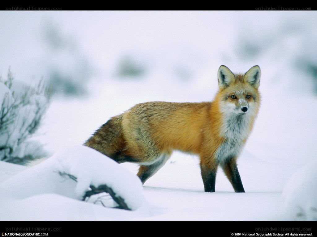 Red fox in snowy landscape