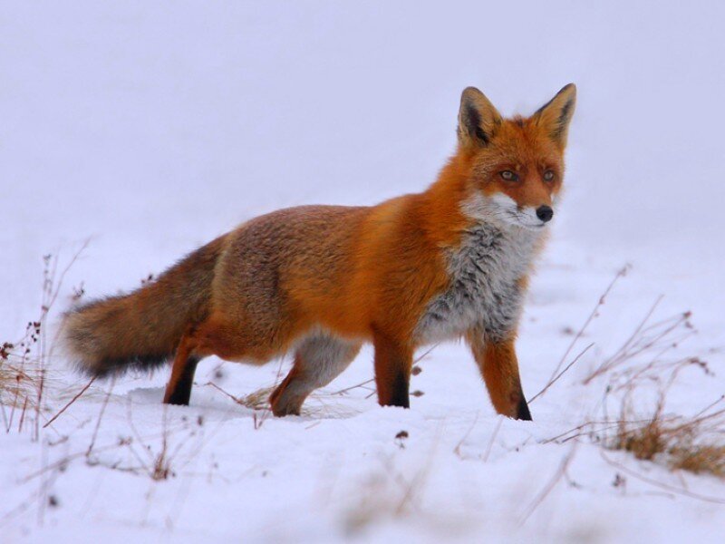 Red fox in snowy landscape
