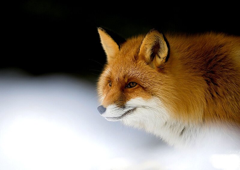 Red fox in snowy landscape