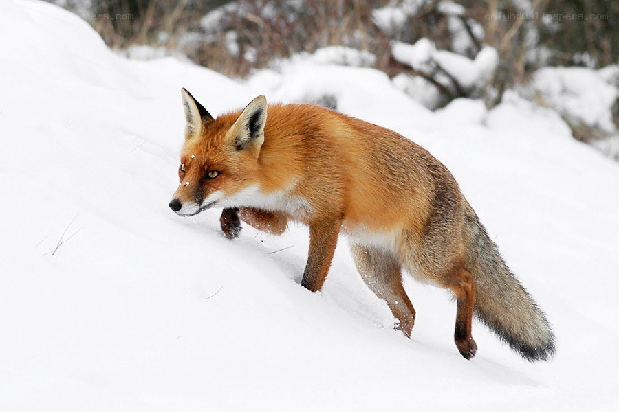 Red fox in snowy landscape