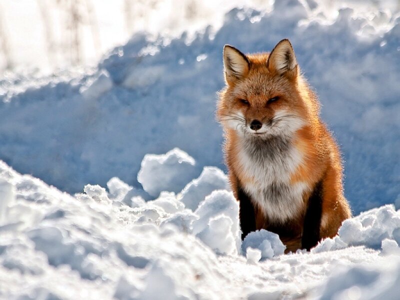 Red fox in snowy landscape