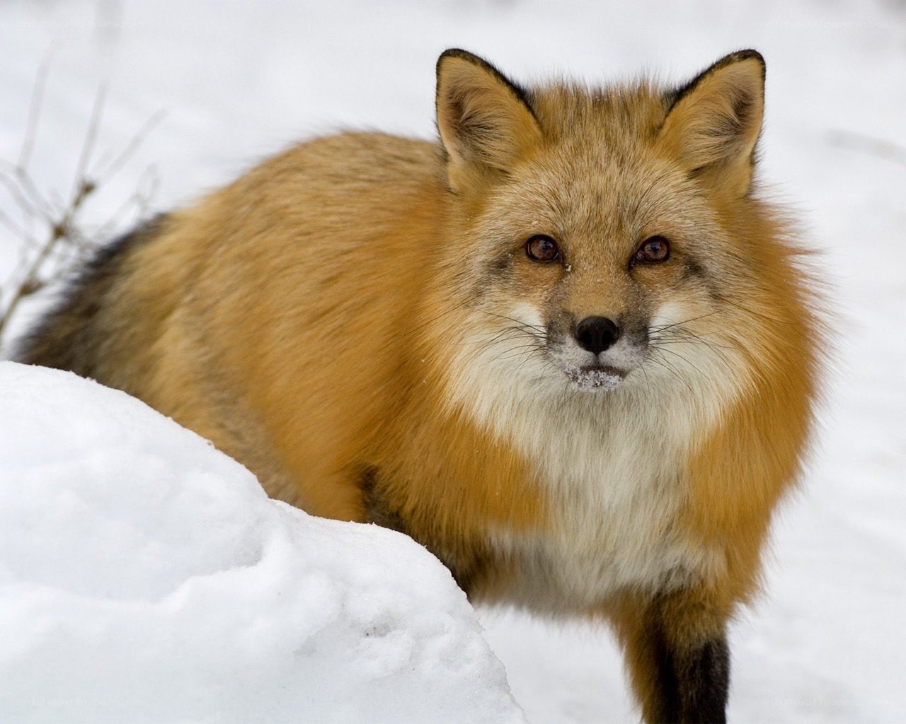 Red fox in snowy landscape