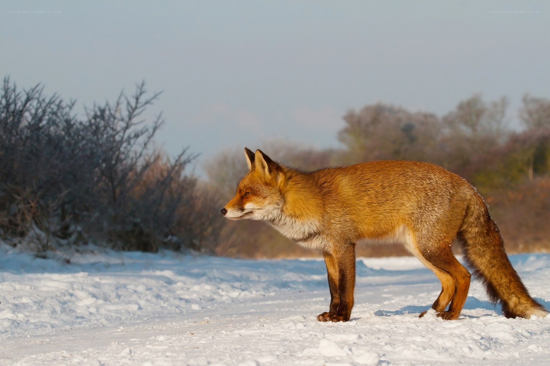 Red fox in snowy landscape