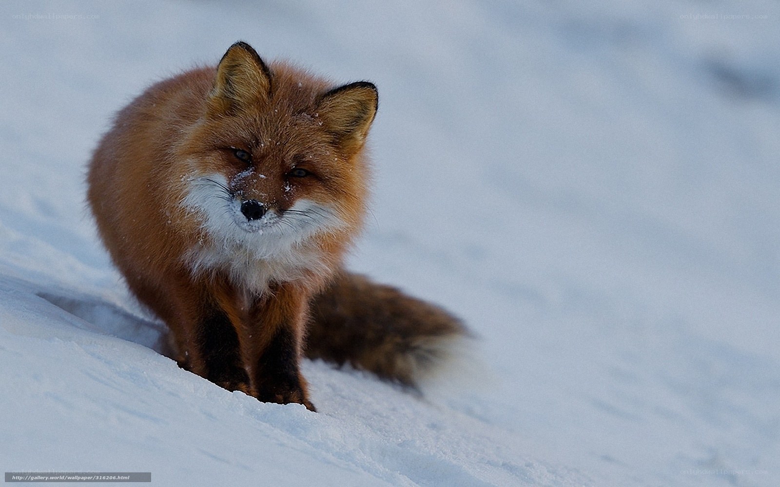 Red fox in snowy landscape