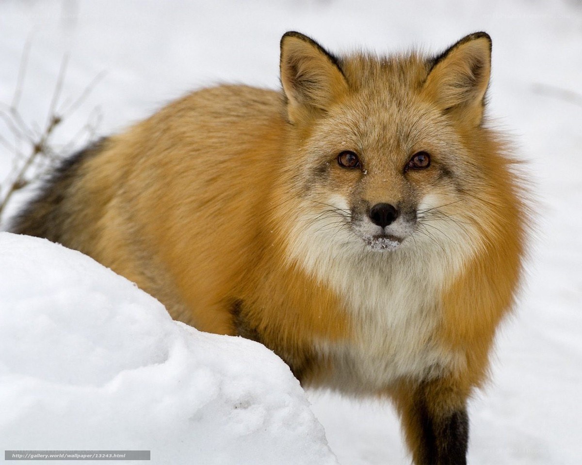 Red fox in snowy landscape