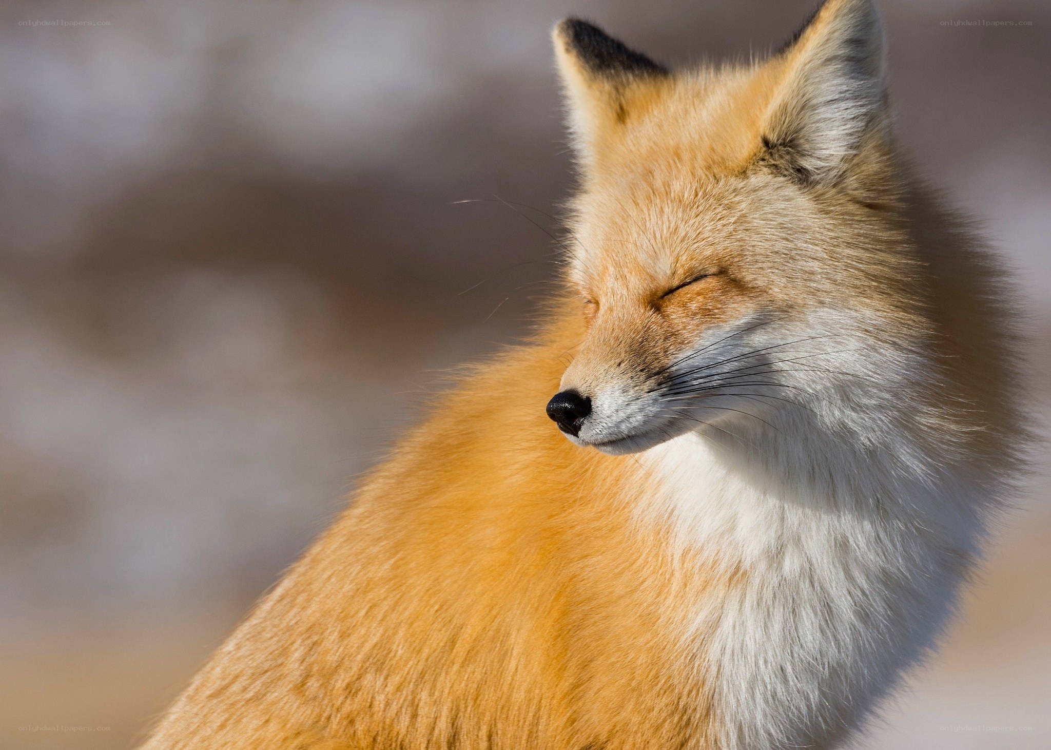 Red fox in sunlight