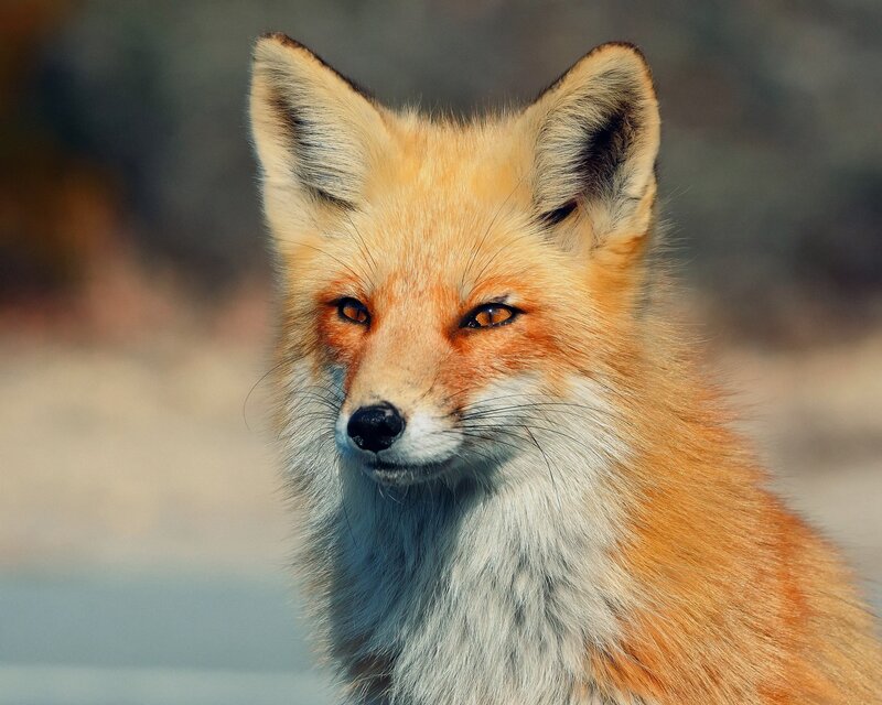 Red Fox in Sunlight — Orange, Alert