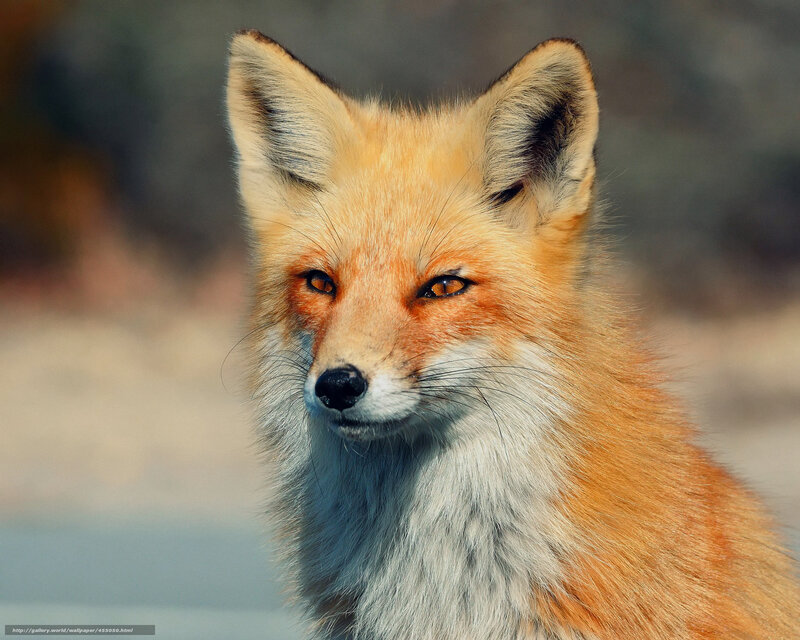 Red Fox in Sunlight — Orange, Calm