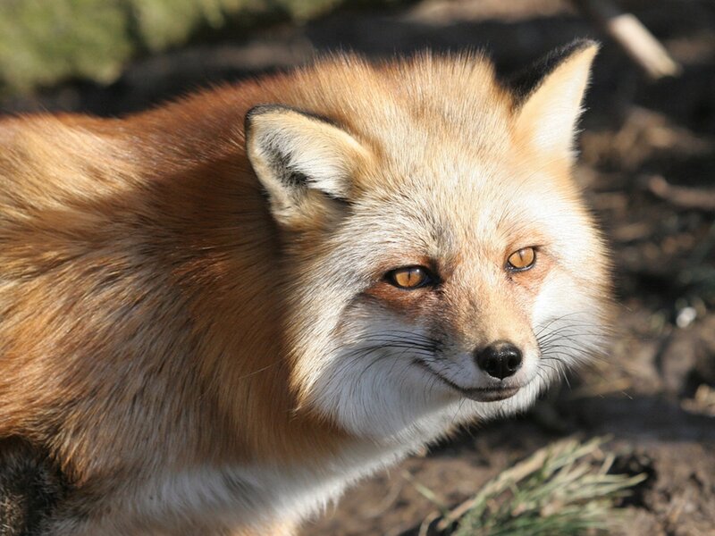 Red Fox in Sunlight — Orange