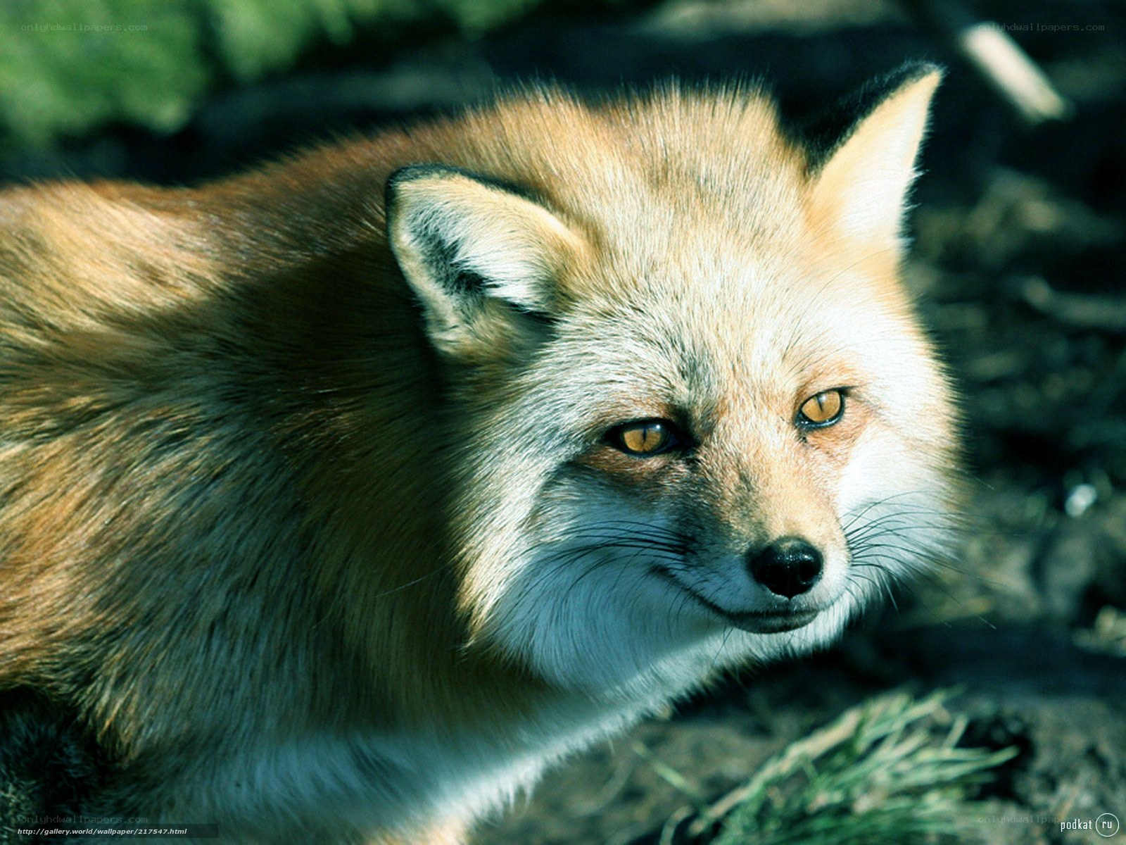 Red fox in sunlight