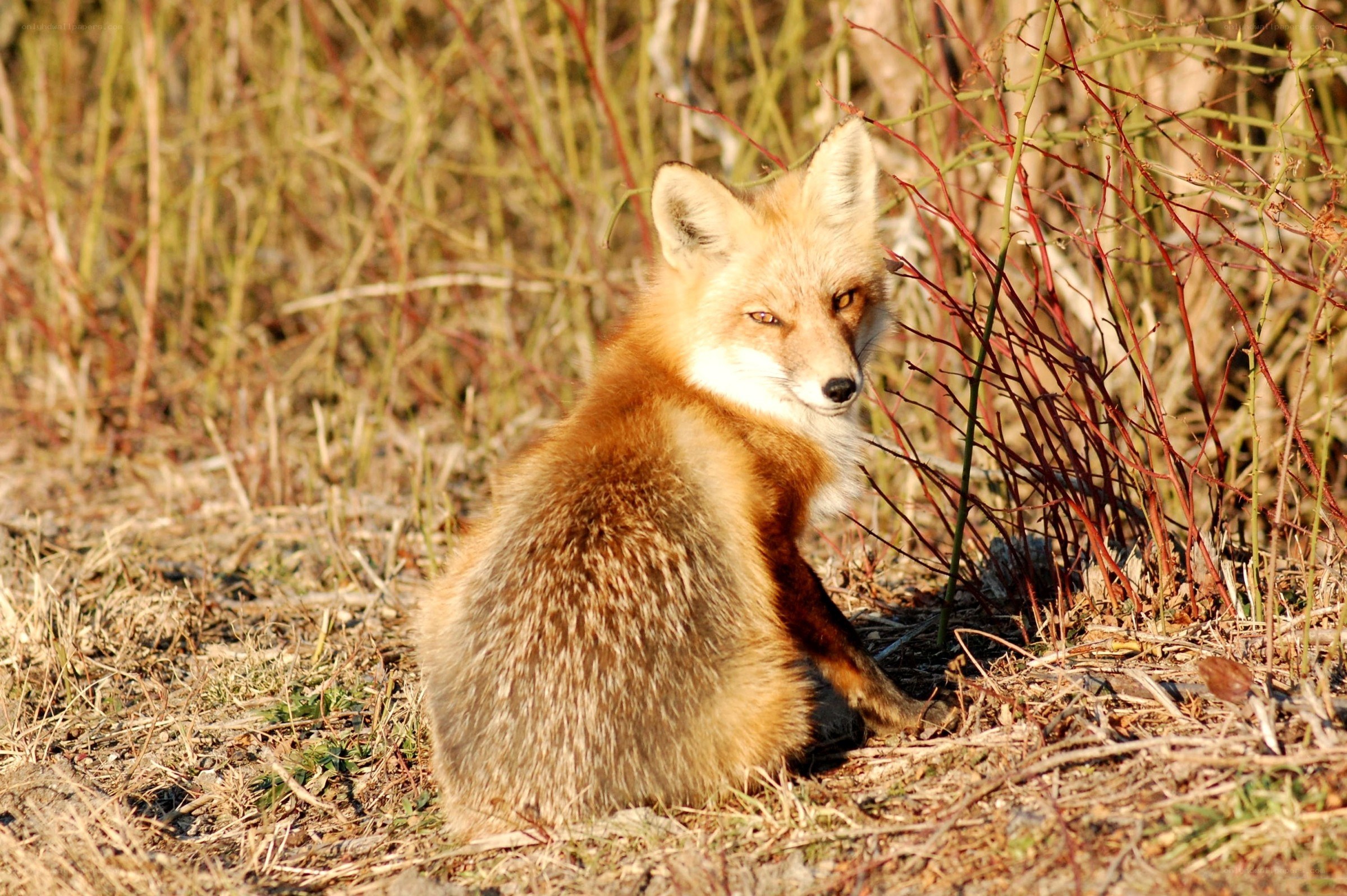 Red fox in sunlit brush
