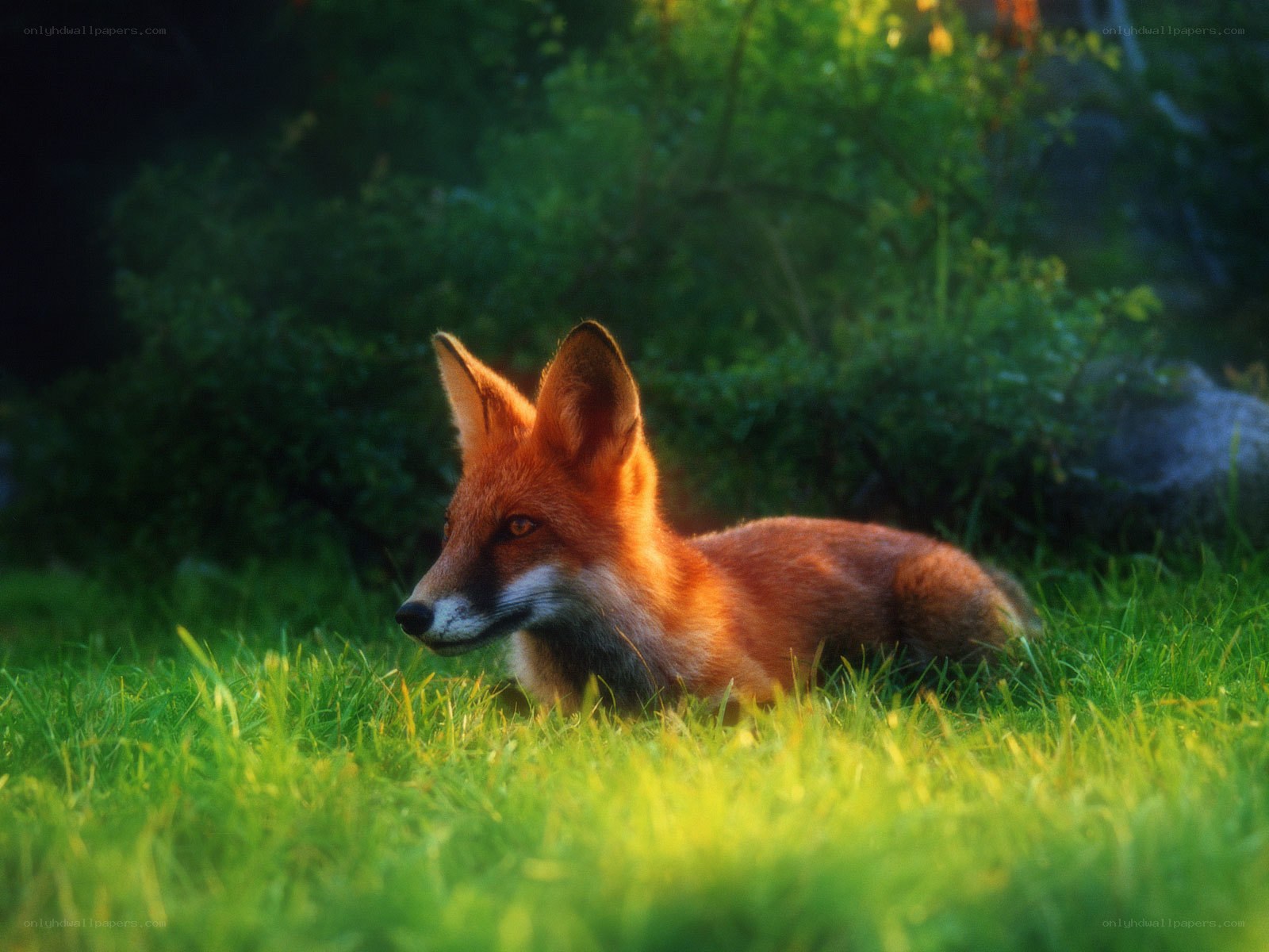 Red fox in sunlit grass