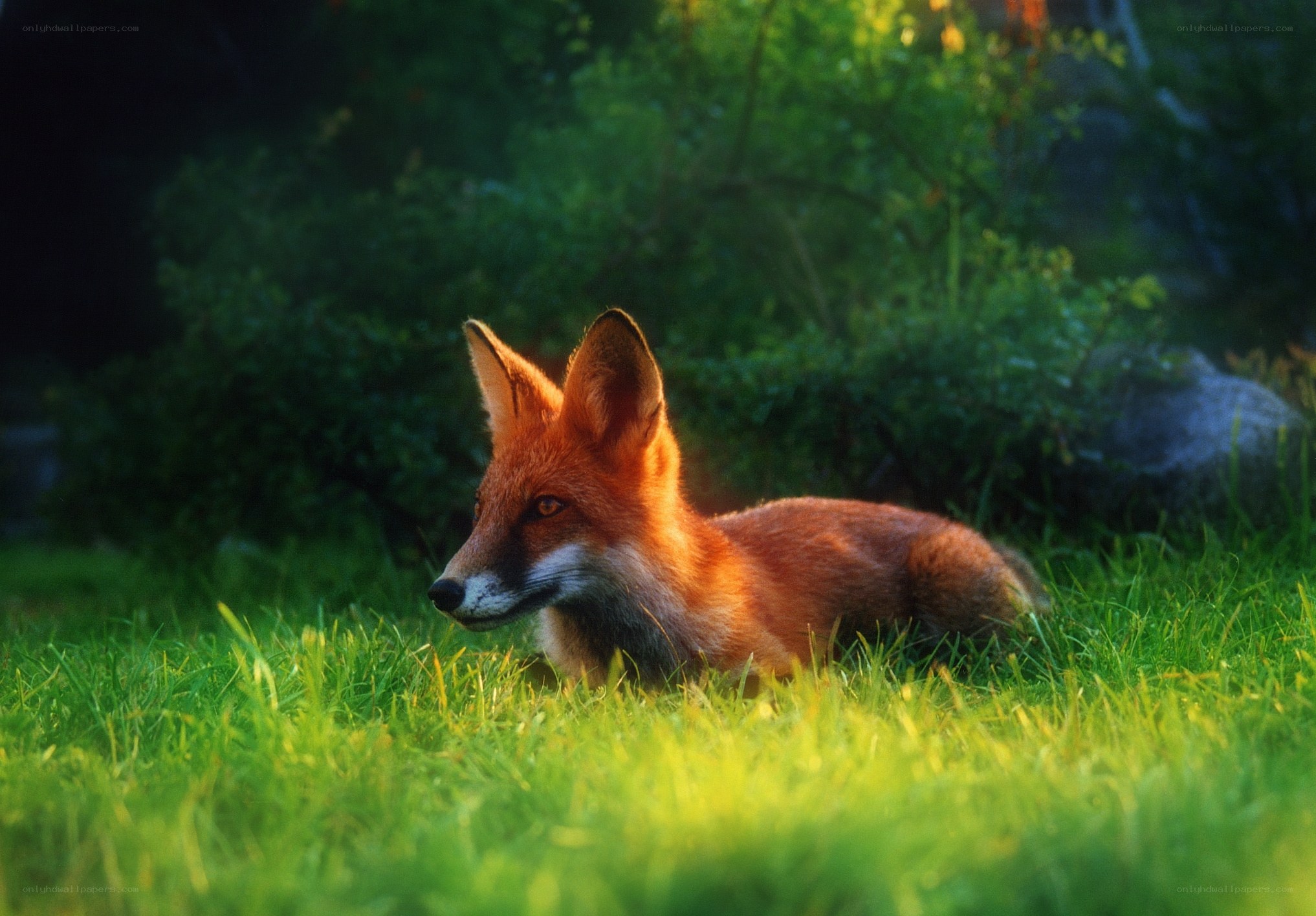 Red fox in sunlit grass