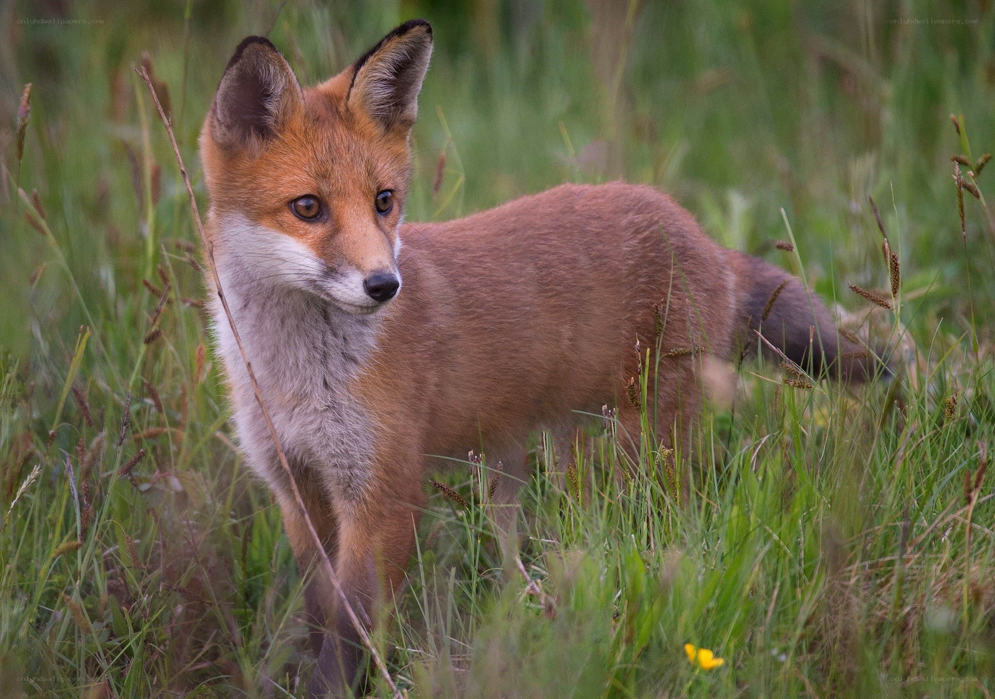 Red fox in tall grass
