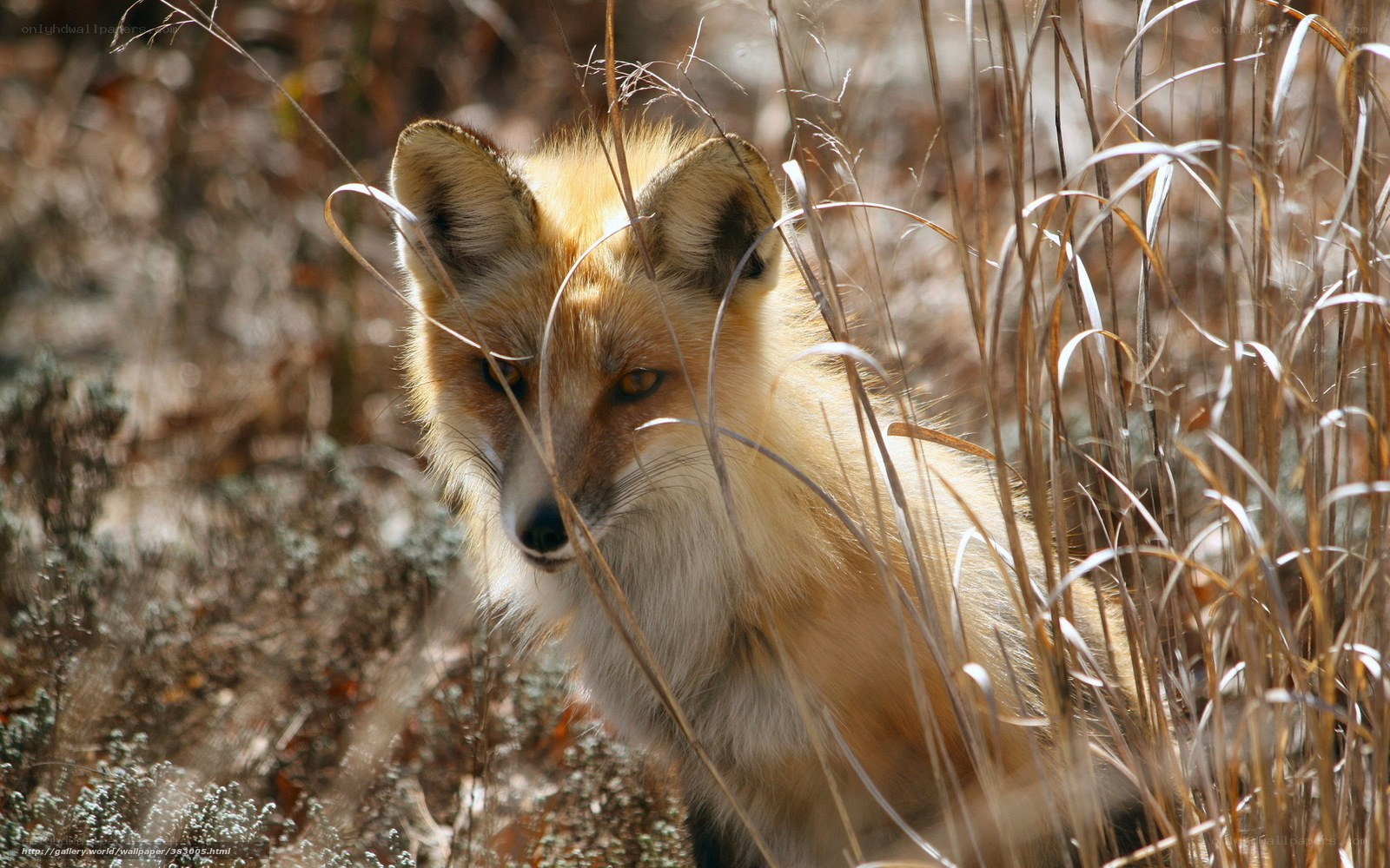 Red fox in tall grass