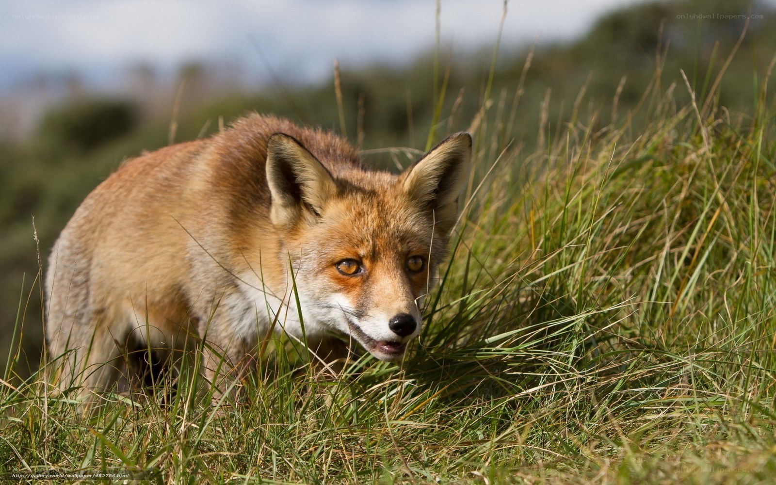 Red fox in tall grass