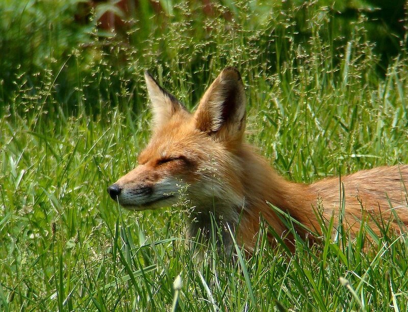 Red fox in tall grass