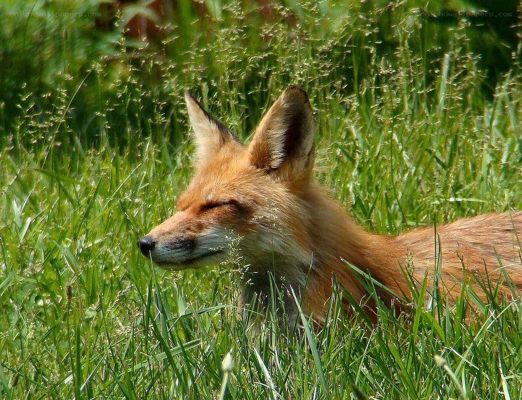 Red fox in tall grass