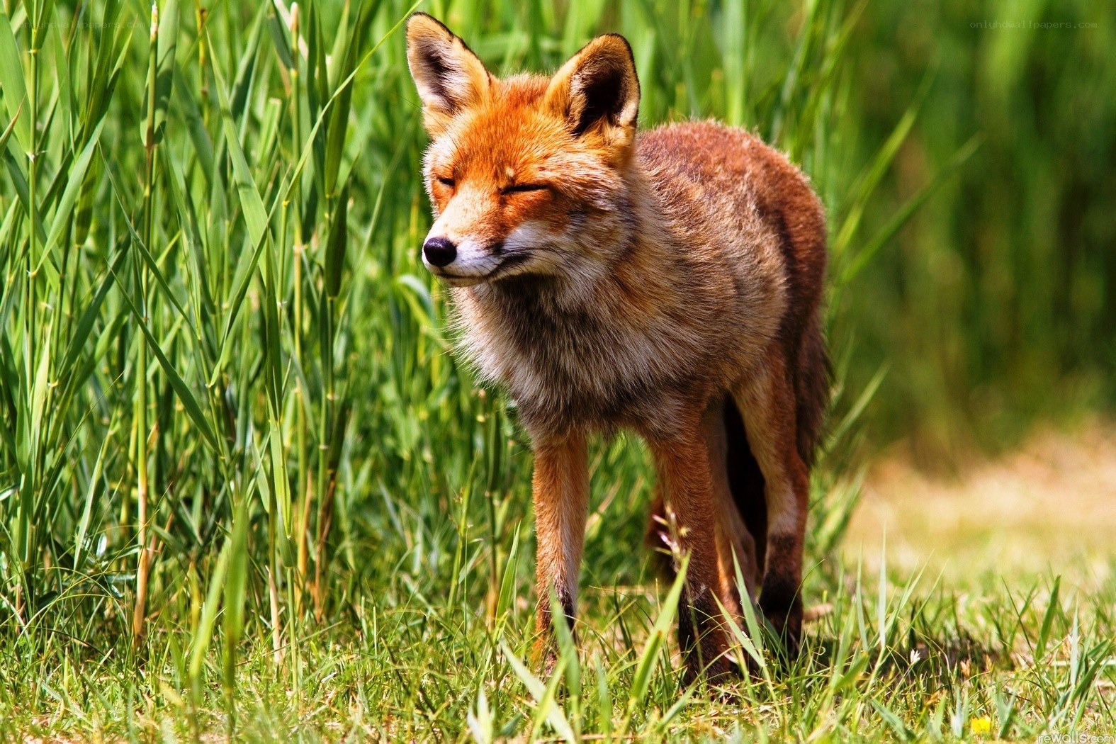 Red fox in tall grass