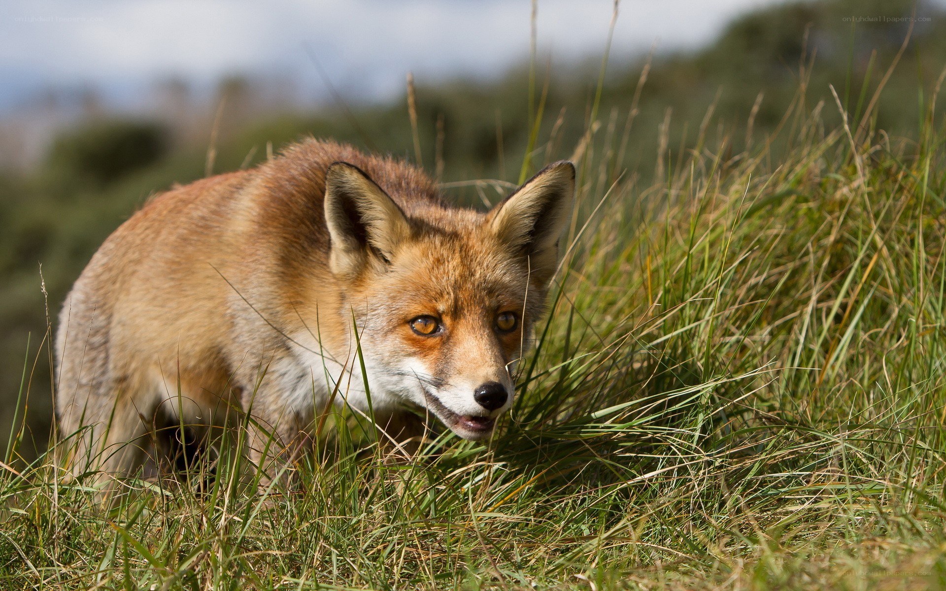 Red fox in tall grass