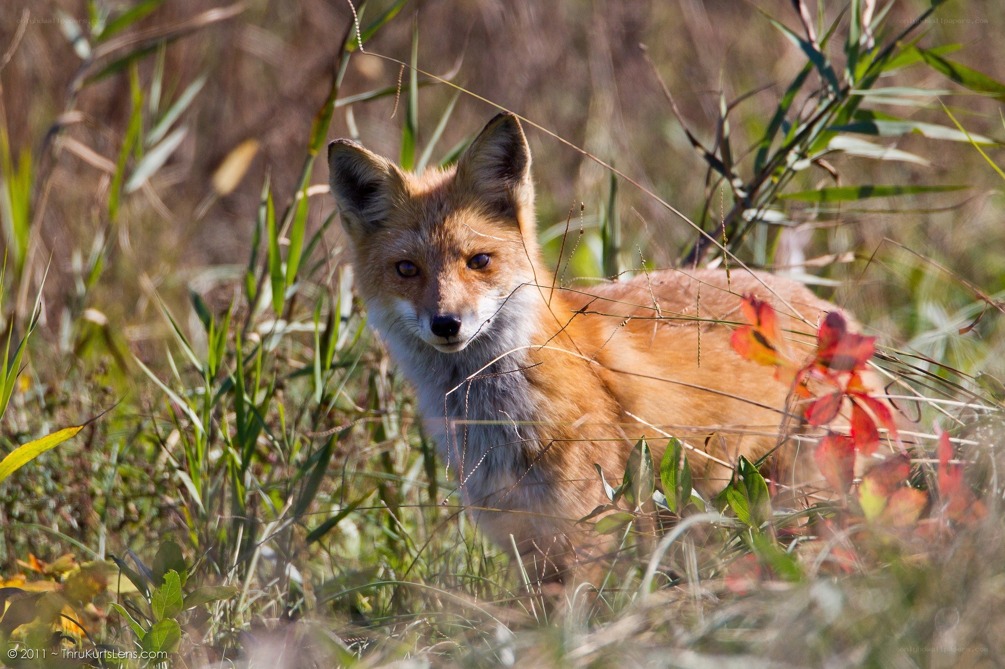 Red fox in tall grass
