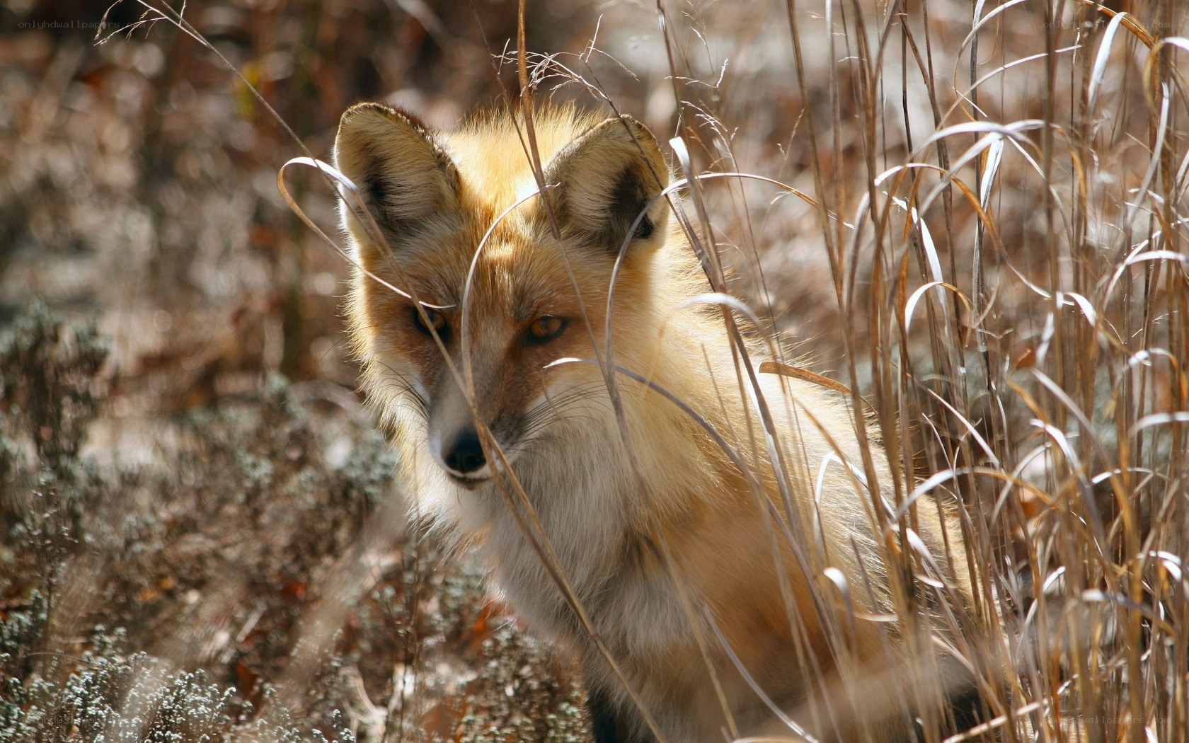 Red fox in tall grass