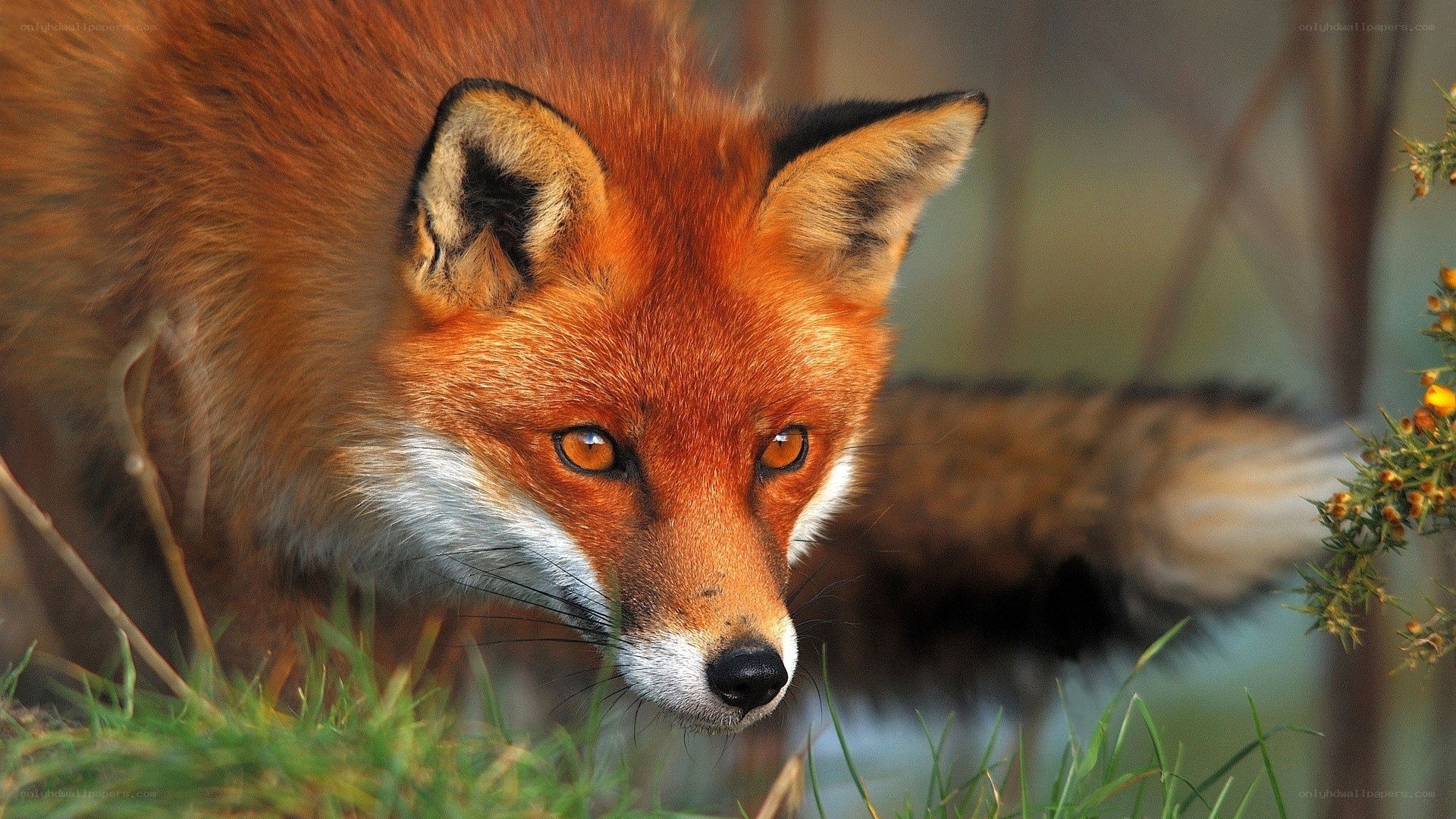 Red fox in the grass