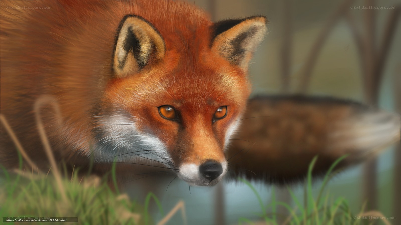 Red fox in the grass