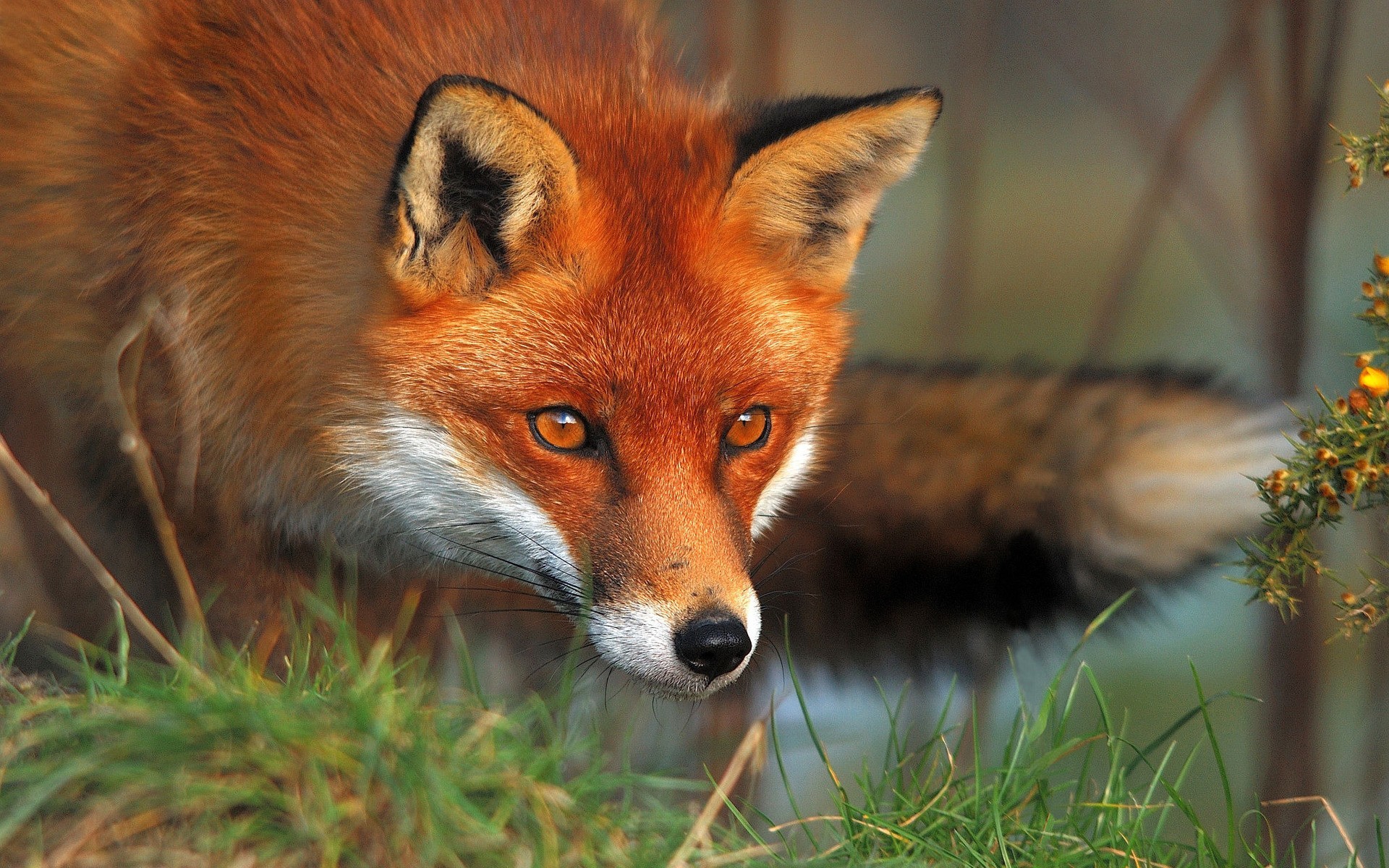 Red fox in the grass