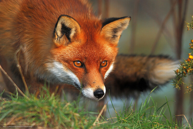 Red fox in the grass