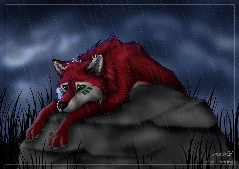 Red fox in the rain