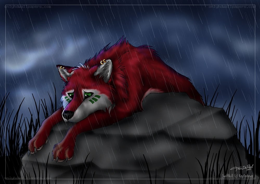 Red fox in the rain