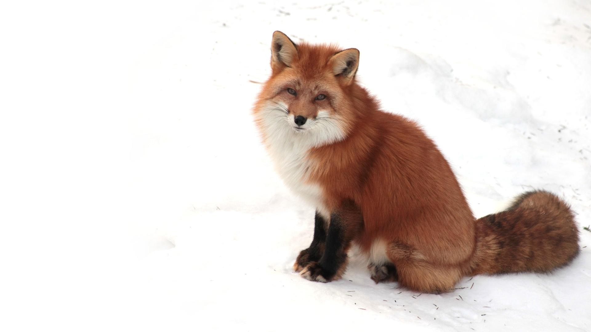 Red fox in the snow