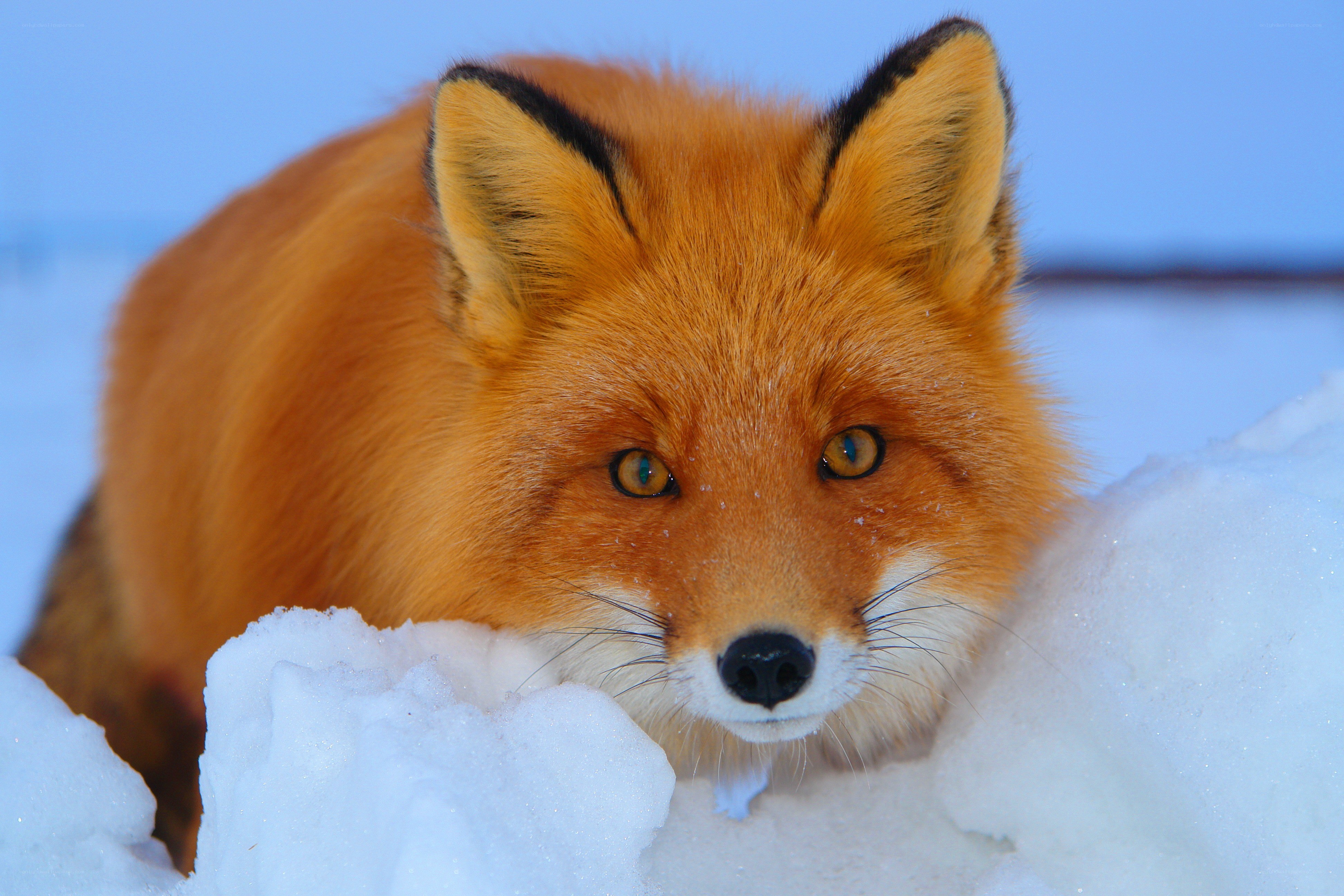Red fox in the snow