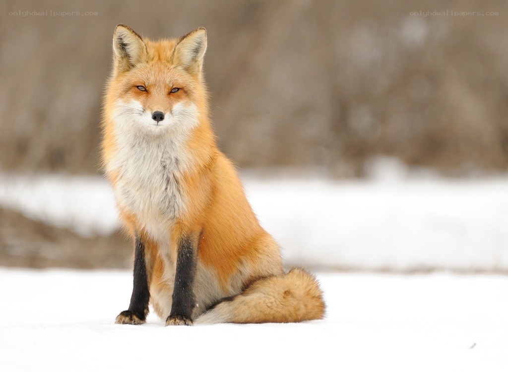 Red fox in the snow