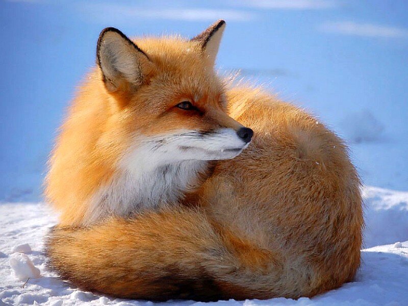 Red fox in the snow