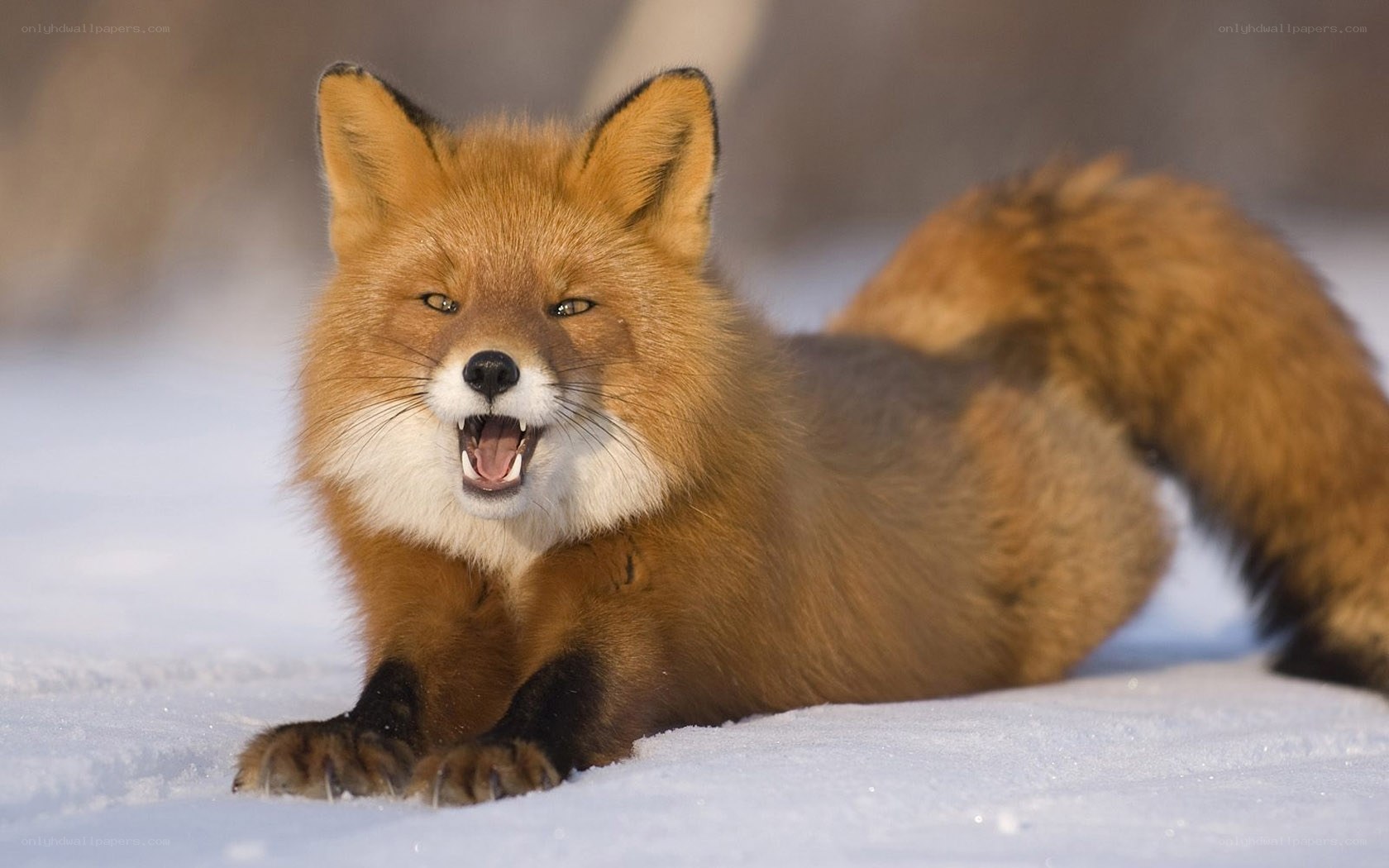 Red fox in the snow