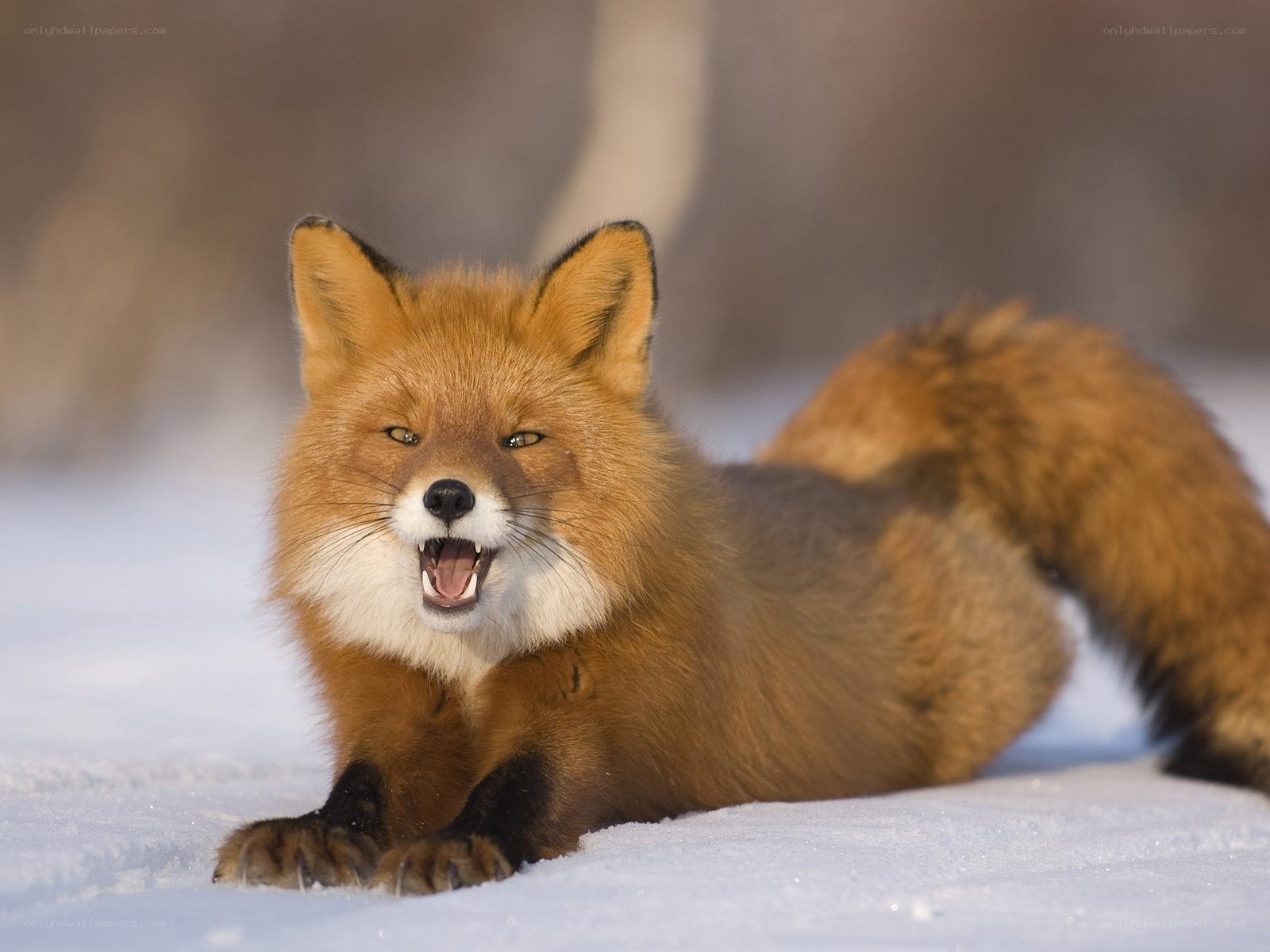 Red fox in the snow