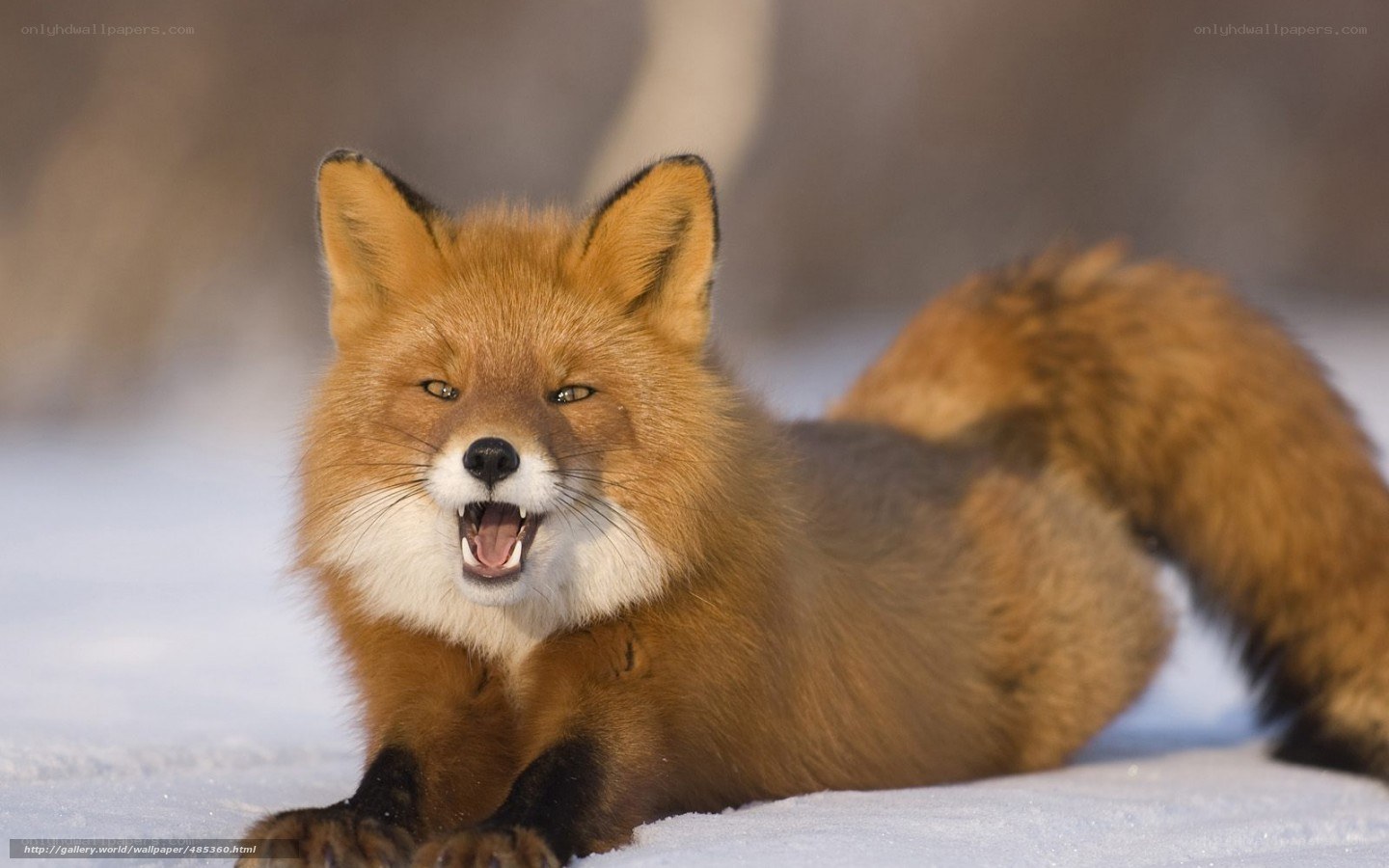 Red fox in the snow
