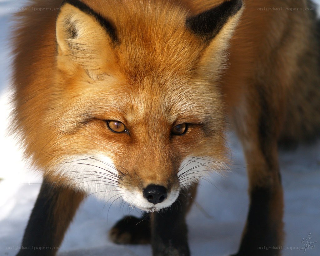 Red fox in the snow